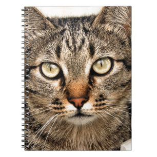 Caderno Espiral Gato de gato malhado