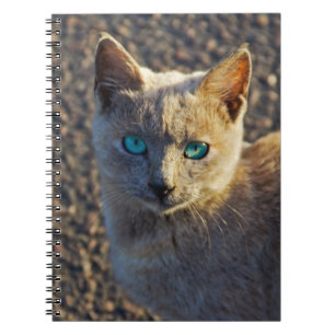 Caderno Espiral Gato de olhos azuis