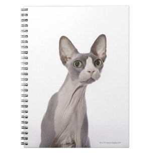 Caderno Espiral Gato de Sphynx com expressão surpreendida