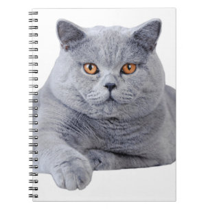 Caderno Espiral gato-do-mato-pequeno