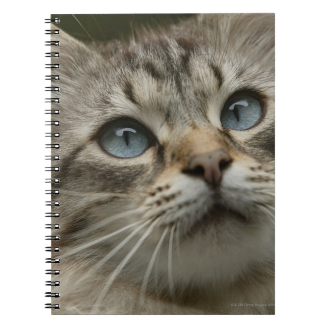 Caderno Espiral Gato doméstico (Frente)