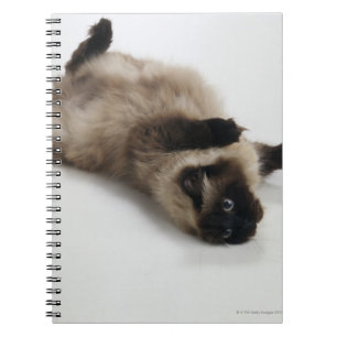 Caderno Espiral Gato Himalaia que encontra-se em seu para trás