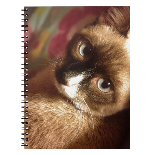 Caderno Espiral Gato Marrom Bonito (Frente)