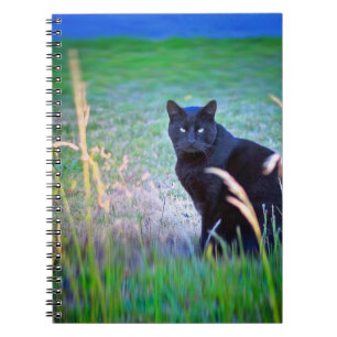 Caderno Espiral Gato preto