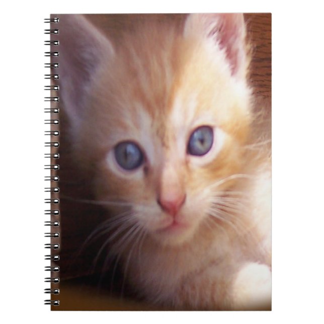 Caderno Espiral Gatos (Frente)