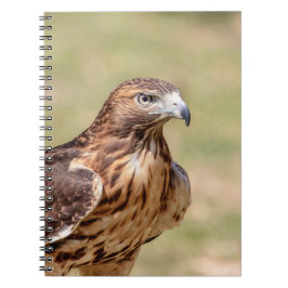 Caderno Espiral Gavião-de-cauda-vermelha no Vale do Hudson