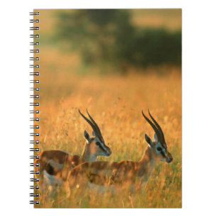 Caderno Espiral Gazela-de-thomson (Gazella Thomsonii) ao Amanhecer