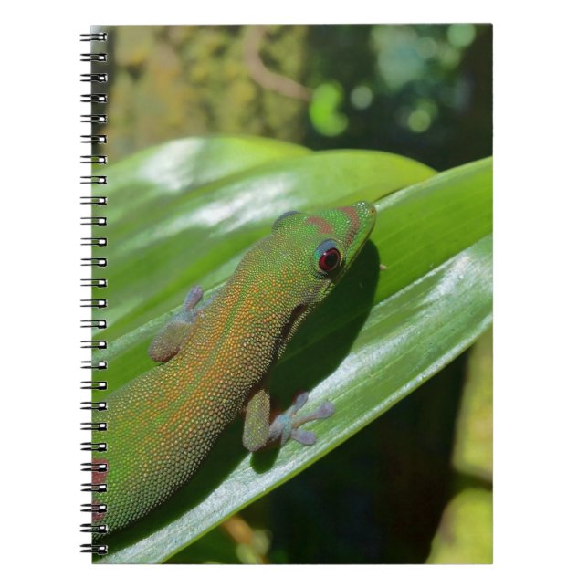 Caderno Espiral Gecko (Frente)
