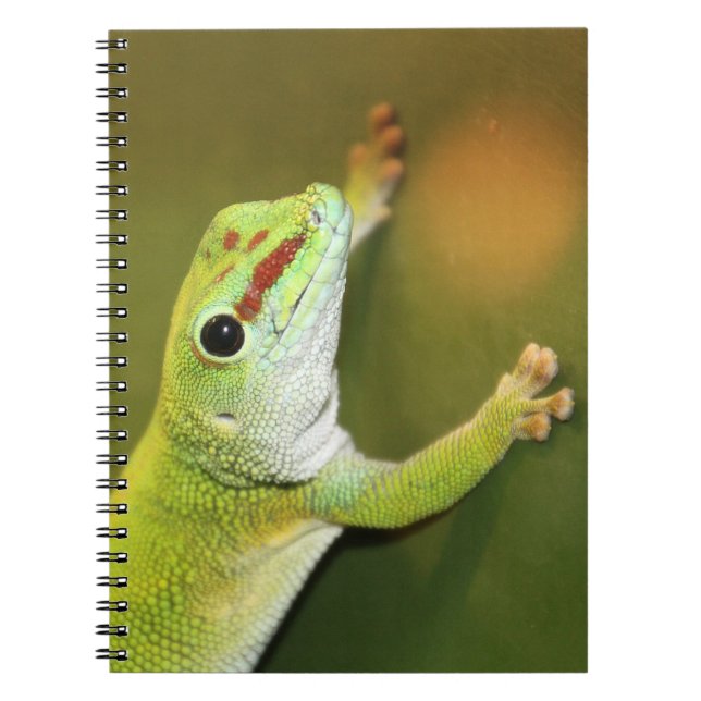 Caderno Espiral Gecko (Frente)