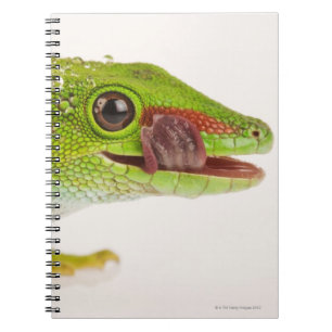 Caderno Espiral Geco do dia de Madagascar (madagascariensis de