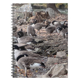 Caderno Espiral Geese in the Park Notebook
