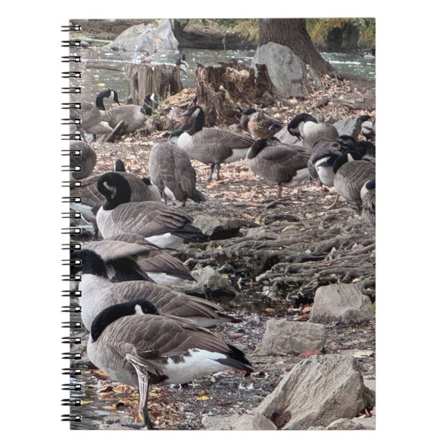 Caderno Espiral Geese in the Park Notebook (Frente)