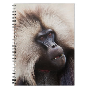 Caderno Espiral Gelada Baboon, Ethiopia