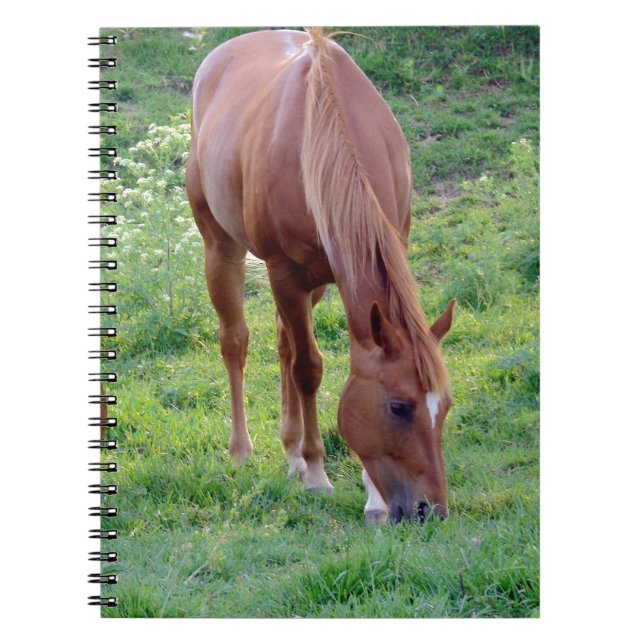 Caderno Espiral Gelding da azeda (Frente)