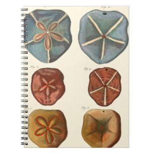 Caderno Espiral Gemas de dólares de areia