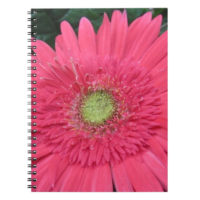 Caderno Espiral Gerbera Daisy (Frente)