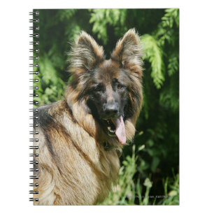 Caderno Espiral German shepherd de cabelos compridos 1 de Brown