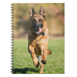 Caderno Espiral German shepherd em execução