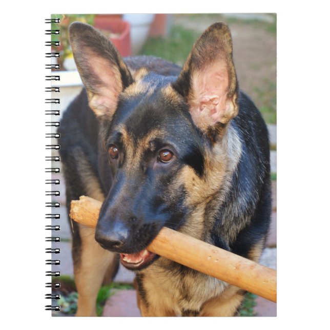 Caderno Espiral German shepherd por Shirley Taylor (Frente)