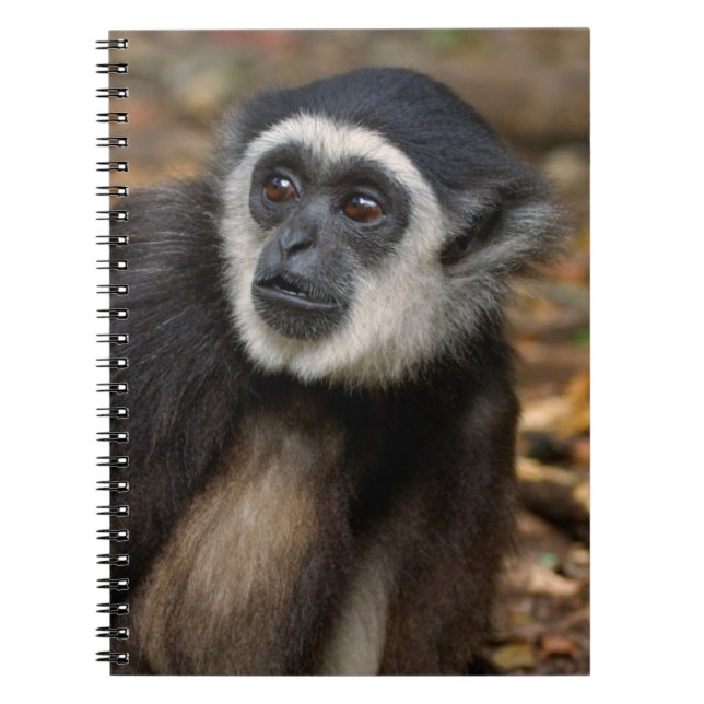 Caderno Espiral Gibão de Mão Branca (Hylobates Lar), Monkeyland (Frente)
