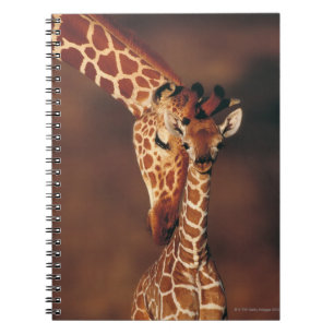 Caderno Espiral Girafa adulta com vitelo (Girafa camelopardalis)