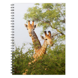 Caderno Espiral Girafas espiando acima da vegetação