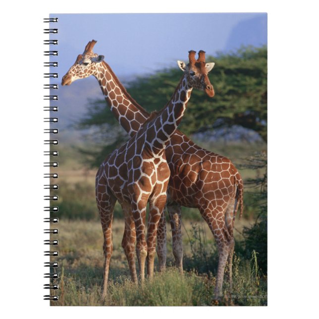 Caderno Espiral Girafas majestosos (Frente)