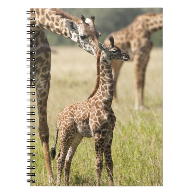 Caderno Espiral Girafas Masai, Girafa camelopardalis 2 (Frente)
