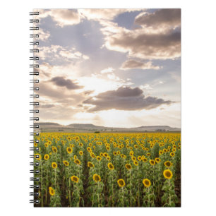 Caderno Espiral Girassóis no por do sol