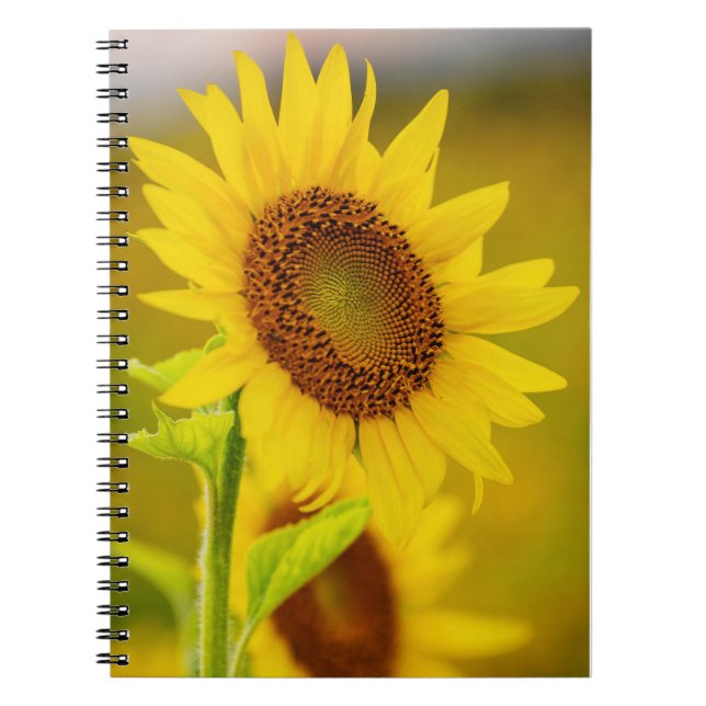 Caderno Espiral Girassol (Frente)