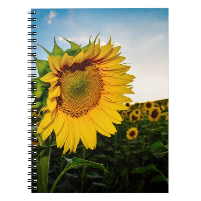 Caderno Espiral Girassol (Frente)