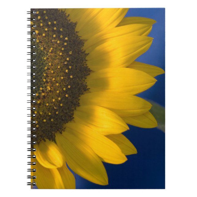 Caderno Espiral Girassol Amarelo em Azul (Frente)