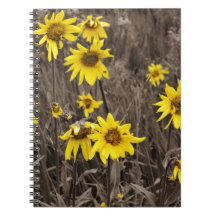 Girassol na Montanha Rochosa