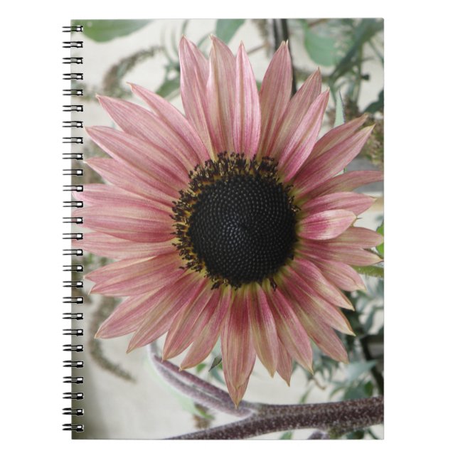 Caderno Espiral Girassol rosa pálido (Frente)
