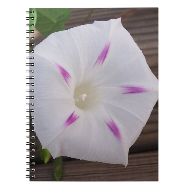 Caderno Espiral Glória da Manhã (Frente)