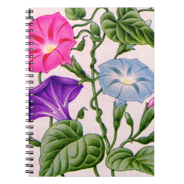 Caderno Espiral glória matinal em azul e rosa (Frente)