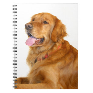 Caderno Espiral Golden retriever