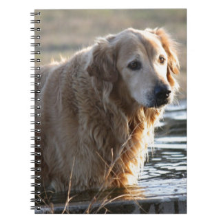 Caderno Espiral Golden retriever na água