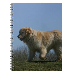 Caderno Espiral Golden retriever que funciona 3