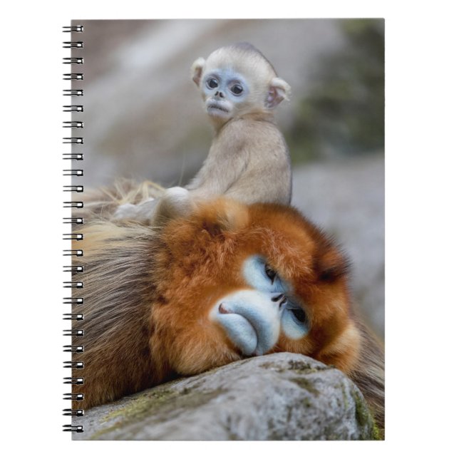 Caderno Espiral Golden Snub-nosed Monkey Dad with Baby (Frente)
