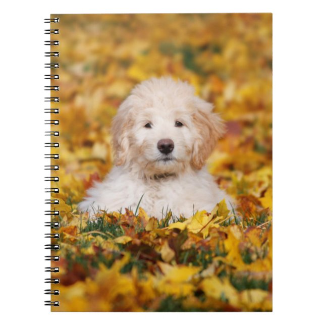 Caderno Espiral Goldendoodle Puppy Em Folhas De Queda (Frente)