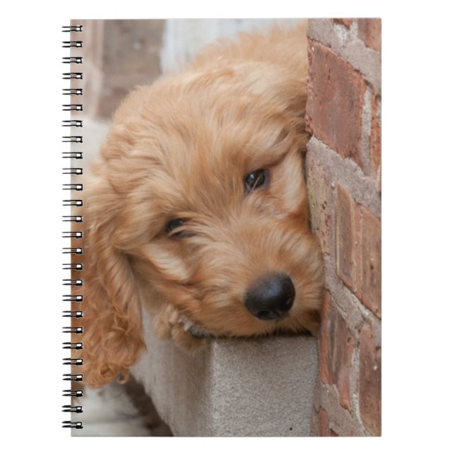 Caderno Espiral Goldendoodle Puppy Peeking (Frente)