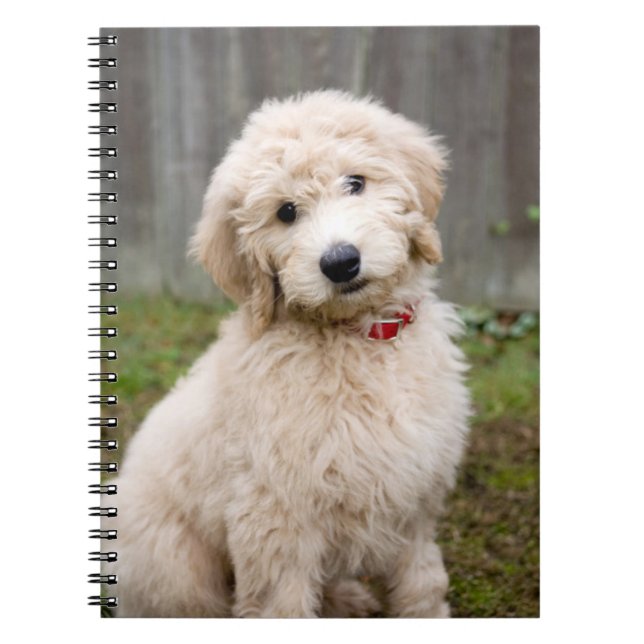 Caderno Espiral Goldendoodle Puppy Senta-Se Em Grama (Frente)