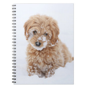 Caderno Espiral Goldendoododododododle Com Neve Em Face