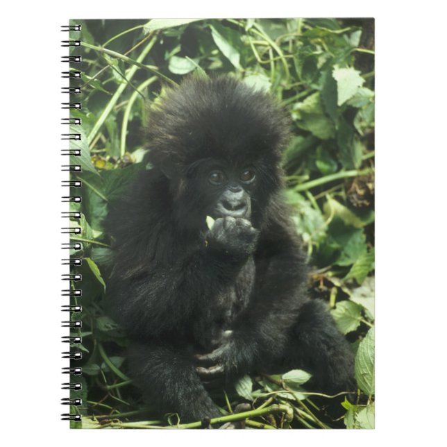 Caderno Espiral Gorila da Montanha, (Gorilla gorilla beringei), (Frente)