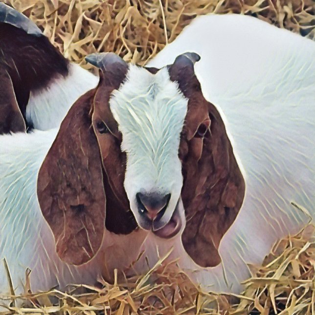 CADERNO ESPIRAL GOTA BONITA (An art design of a cute Boer Goat. The breed originating from South Africa.)