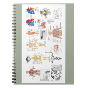 Caderno Espiral Gráficos de Anatomia Humana