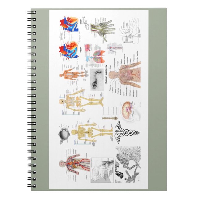Caderno Espiral Gráficos de Anatomia Humana (Frente)