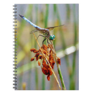 Caderno Espiral Grama do carriço, e libélula