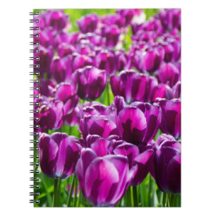 Caderno Espiral Grande campo de tulipas roxas